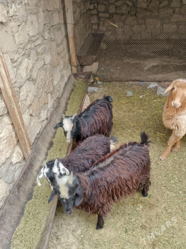 çewiş - Türkmenbaşy - img 2