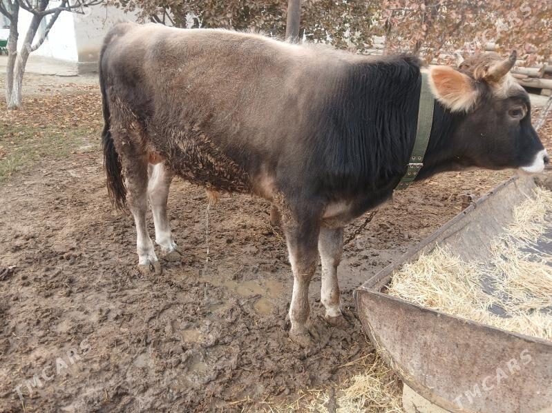 bakyda duran oküz - Бахарден - img 2