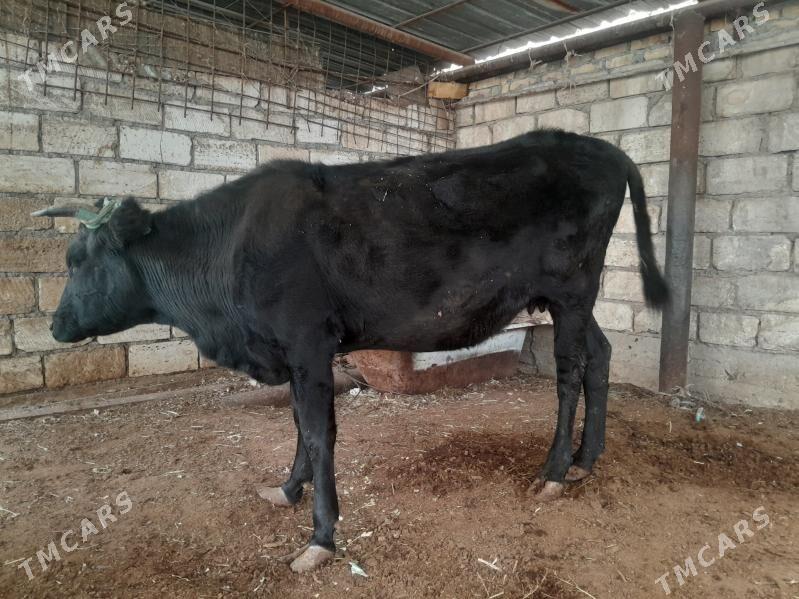 sygyr - Balkanabat - img 2