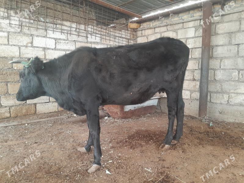 sygyr - Balkanabat - img 1