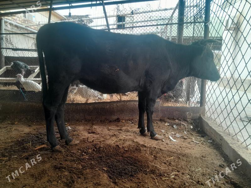 sygyr - Balkanabat - img 3