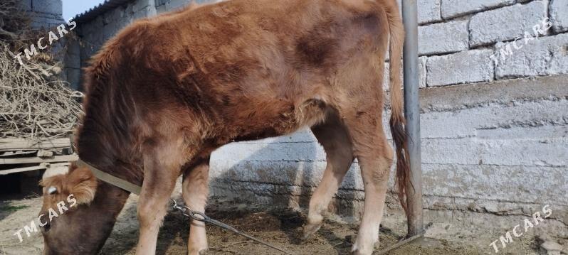 tuwe - Änew - img 2