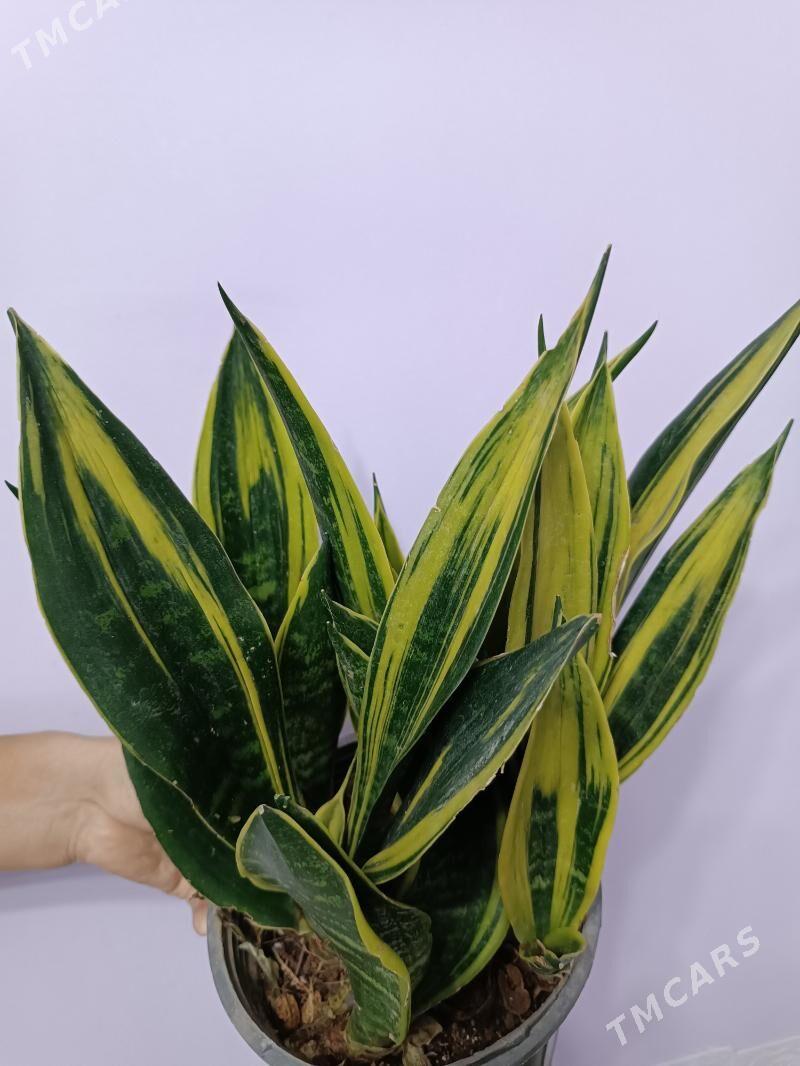 Сансиверия Golden Flame - Ашхабад - img 1