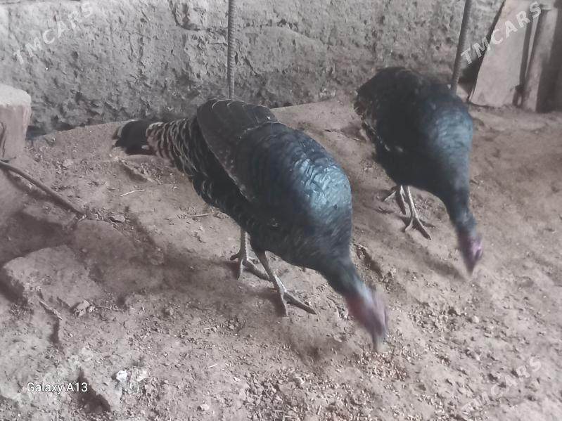 induk - Görogly (Tagta) - img 2