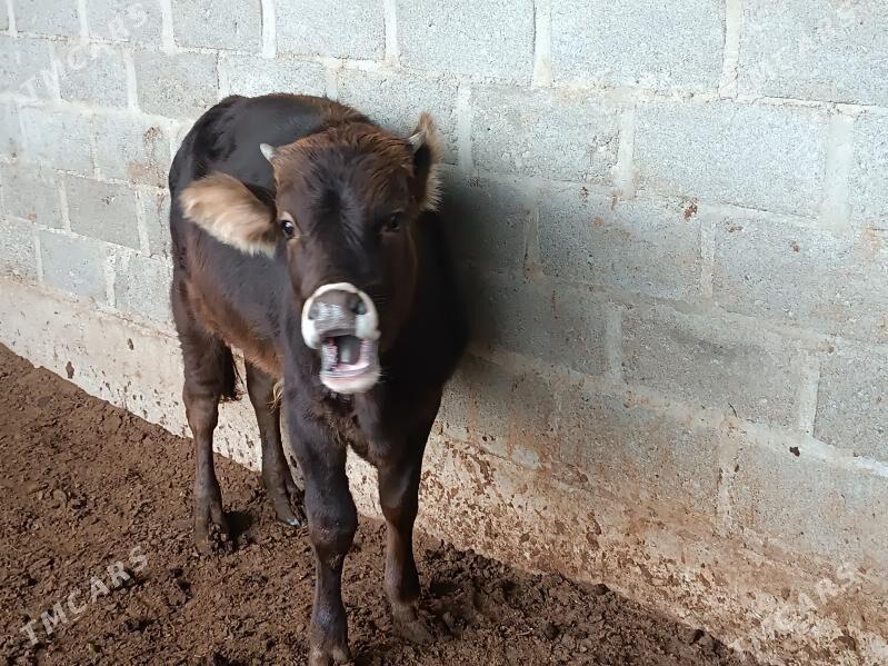 öküz - Гумдаг - img 3