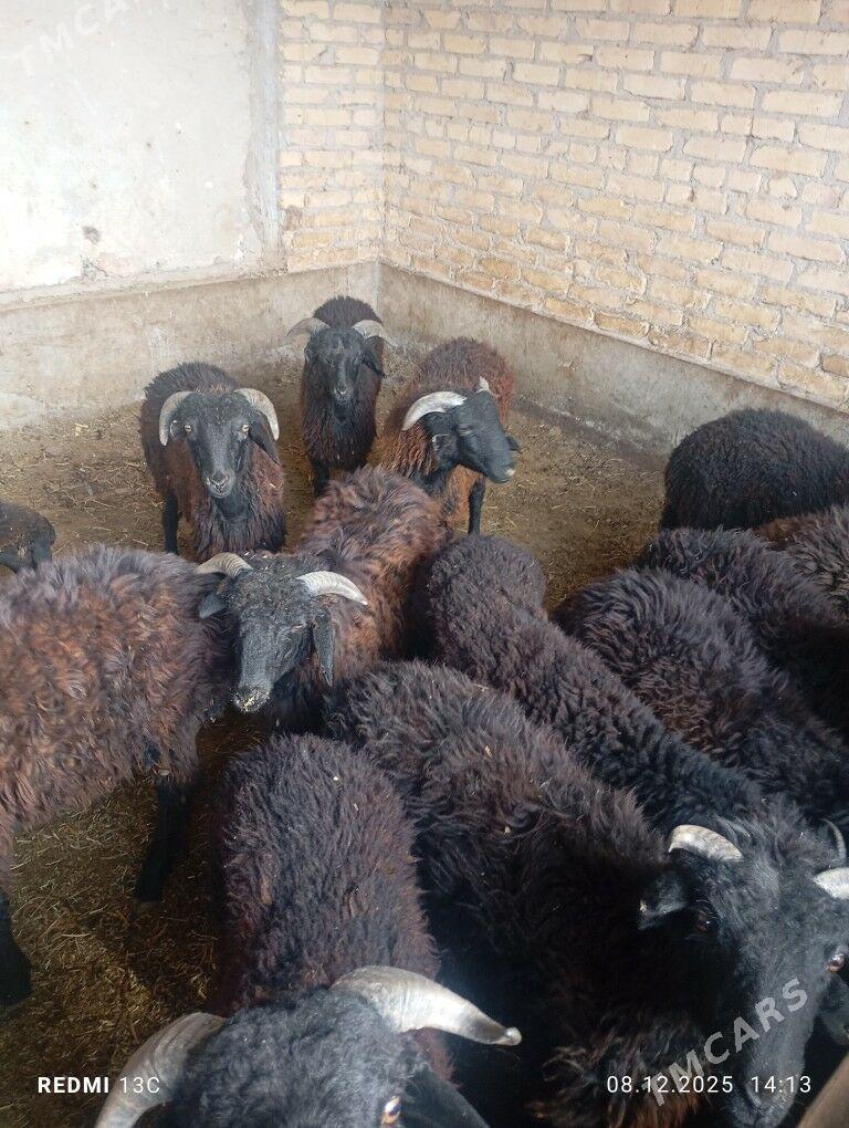 GOCKAR - Çärjew - img 1