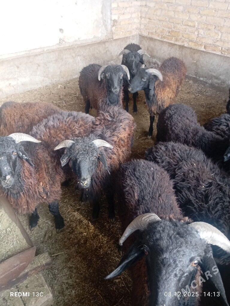 GOCKAR - Çärjew - img 2