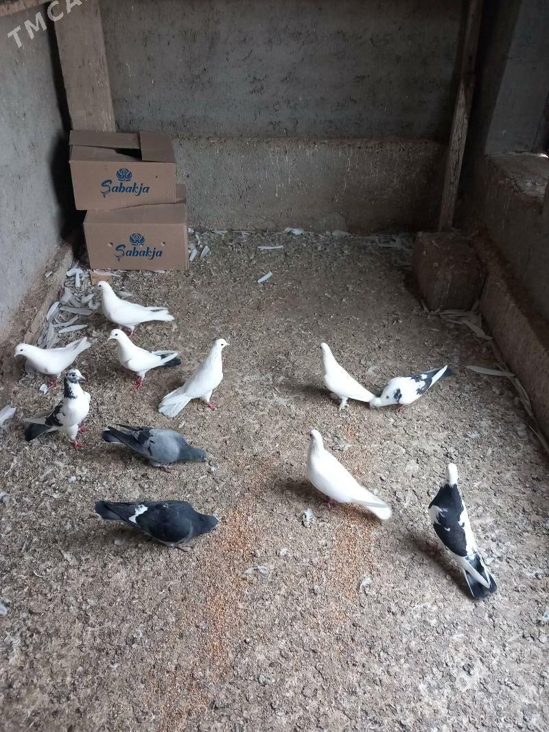 Kepderi  - Bereket - img 3