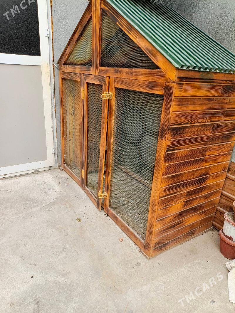 Gush ketek - Balkanabat - img 3