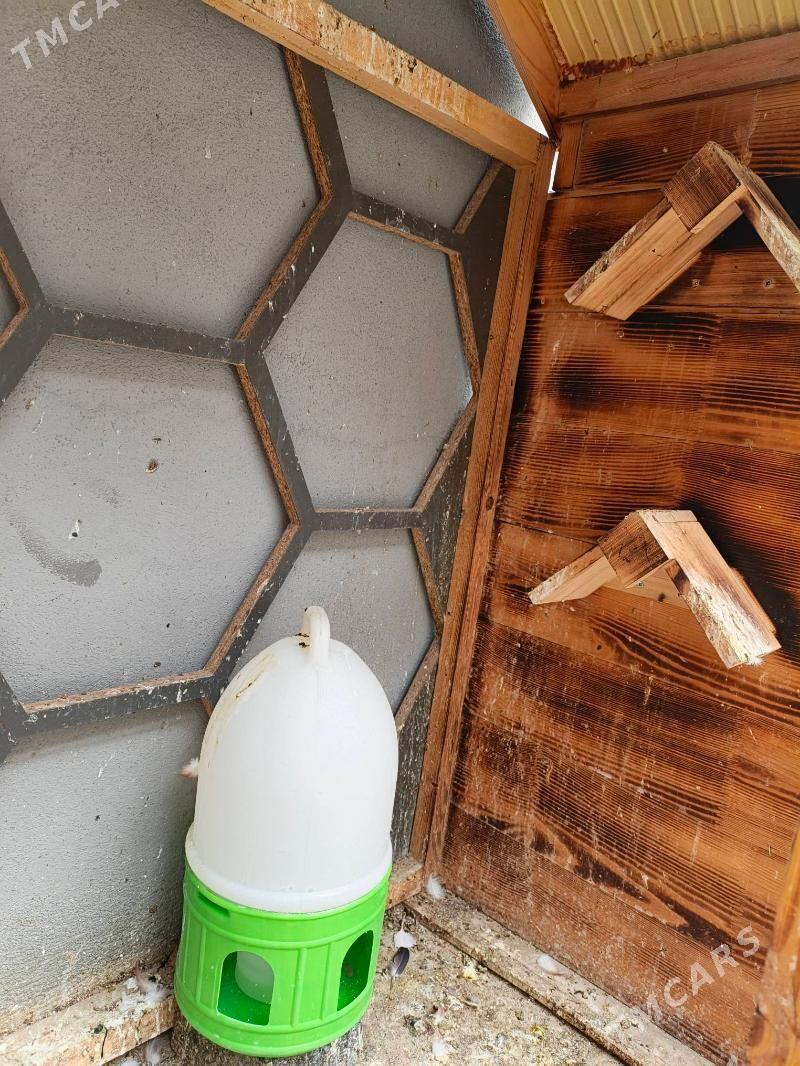 Gush ketek - Balkanabat - img 2