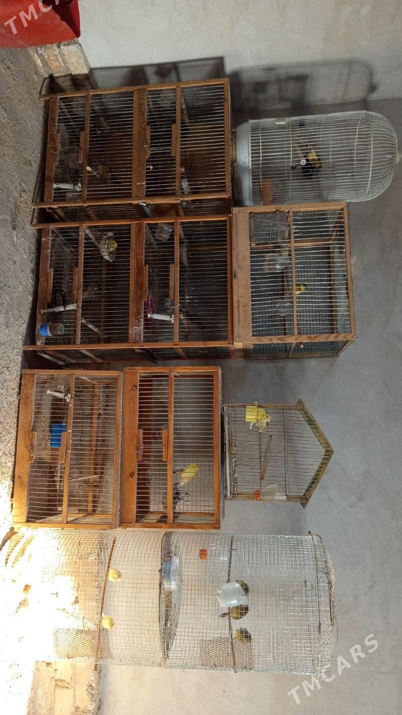 kenir guslar - Sakar - img 1