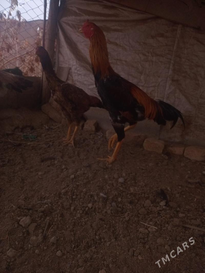 horoz - Гороглы (Тагта) - img 4