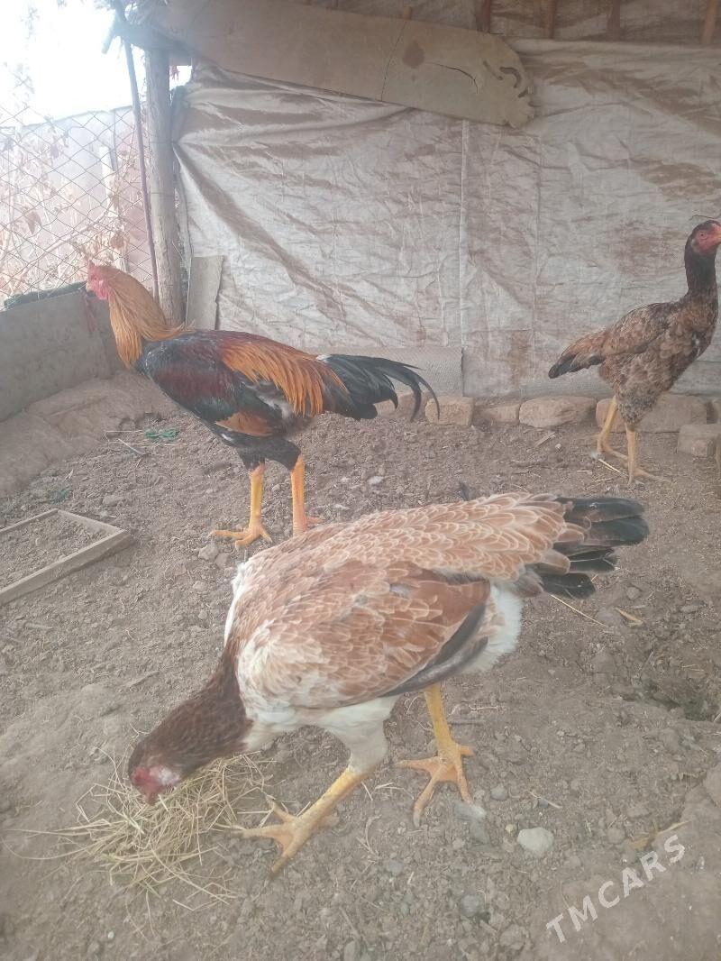 horoz - Гороглы (Тагта) - img 3