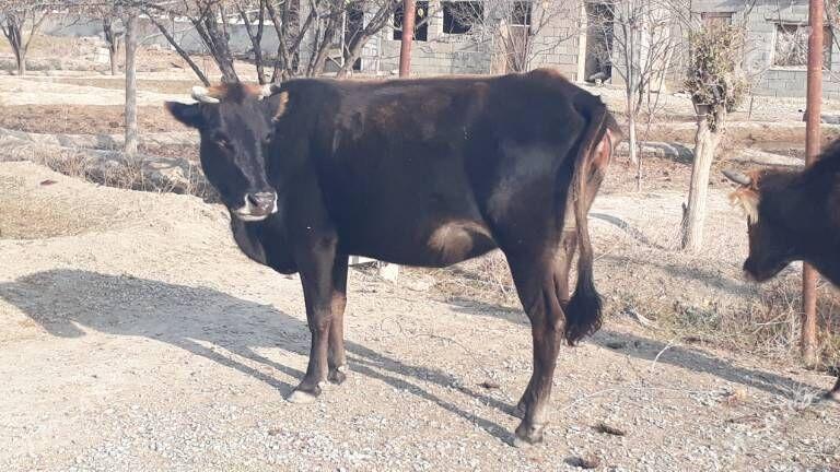 3 саны богаз сыгыр - Махтумкули - img 1