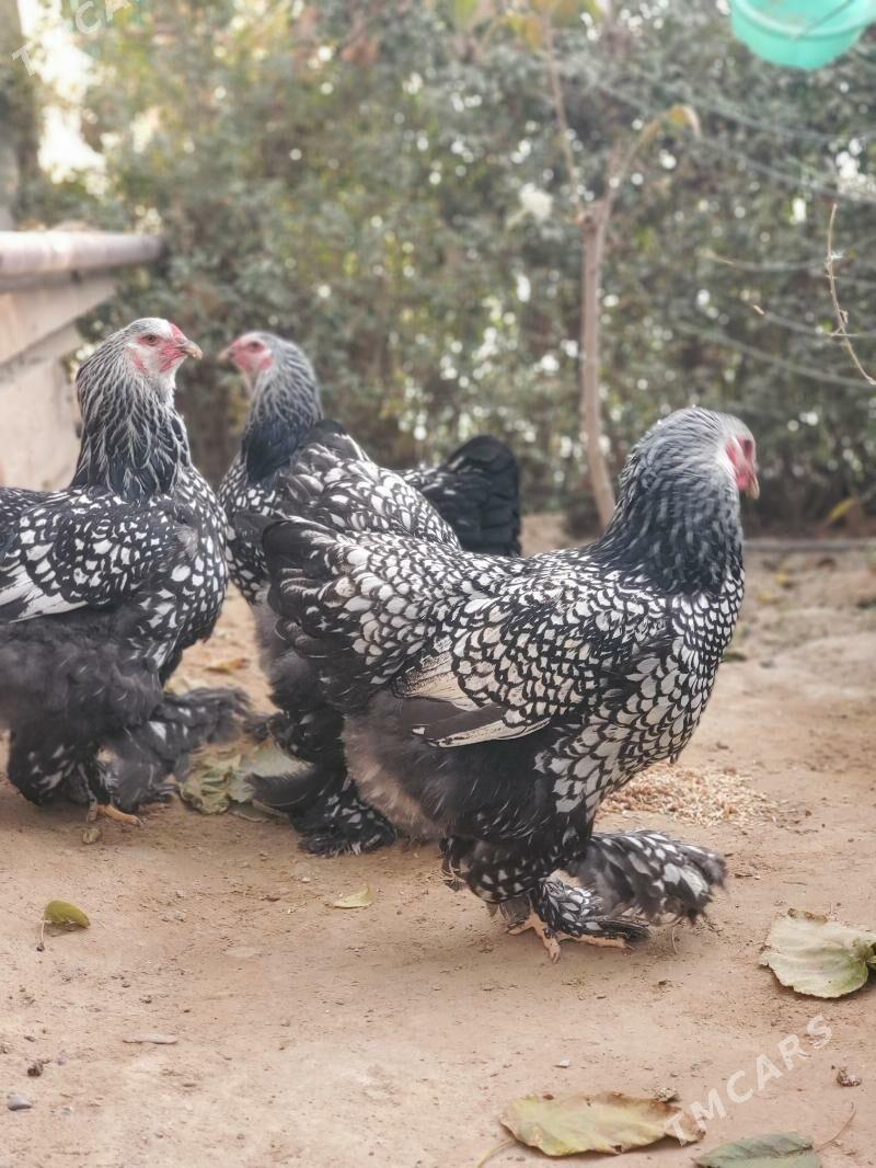 Brama Silver - Çoganly - img 1