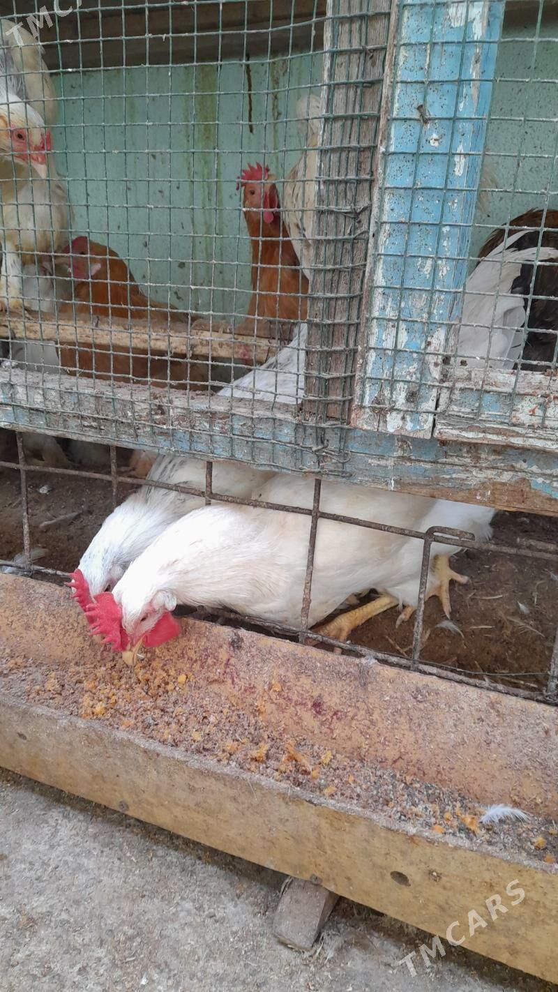 Horoz - Hitrowka - img 1