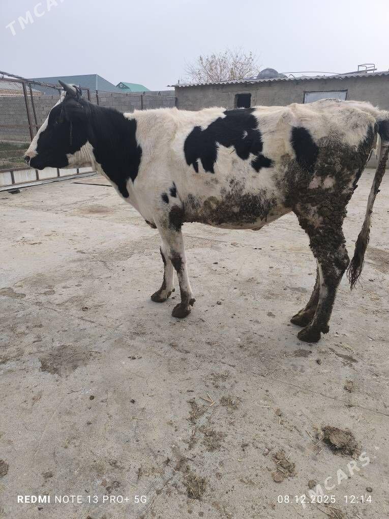 sygyr - Bäherden - img 1