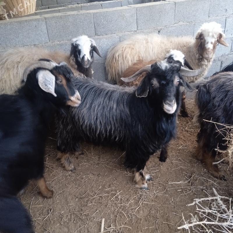 Teke - Bäherden - img 1