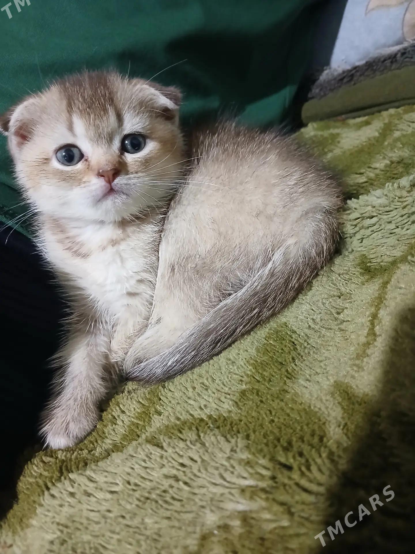 котёнок - Aşgabat - img 1