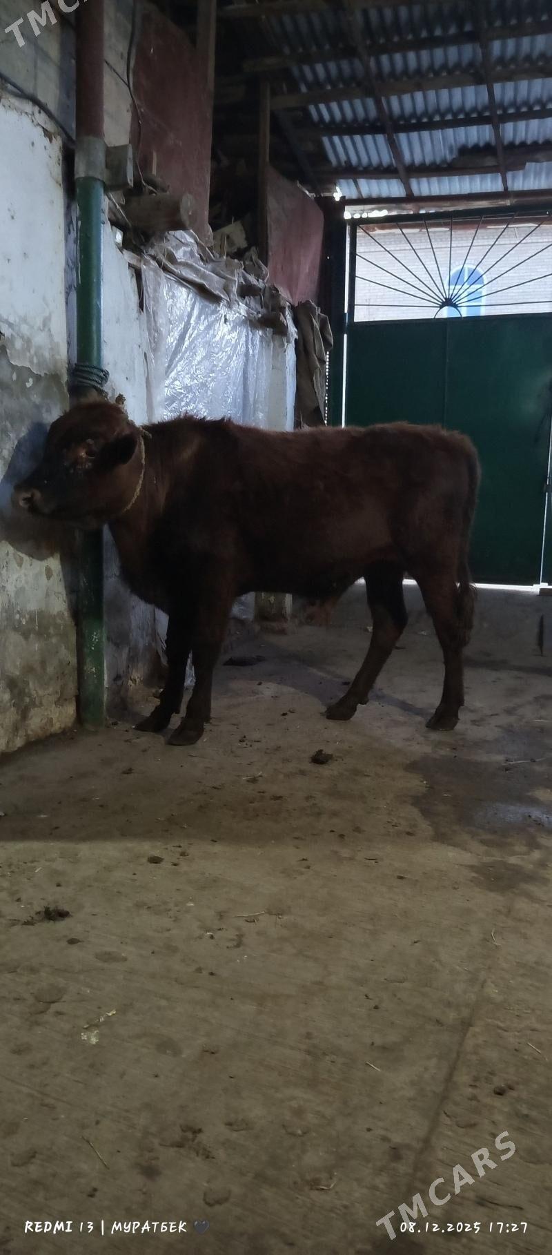 Okuzler - Türkmenabat - img 1