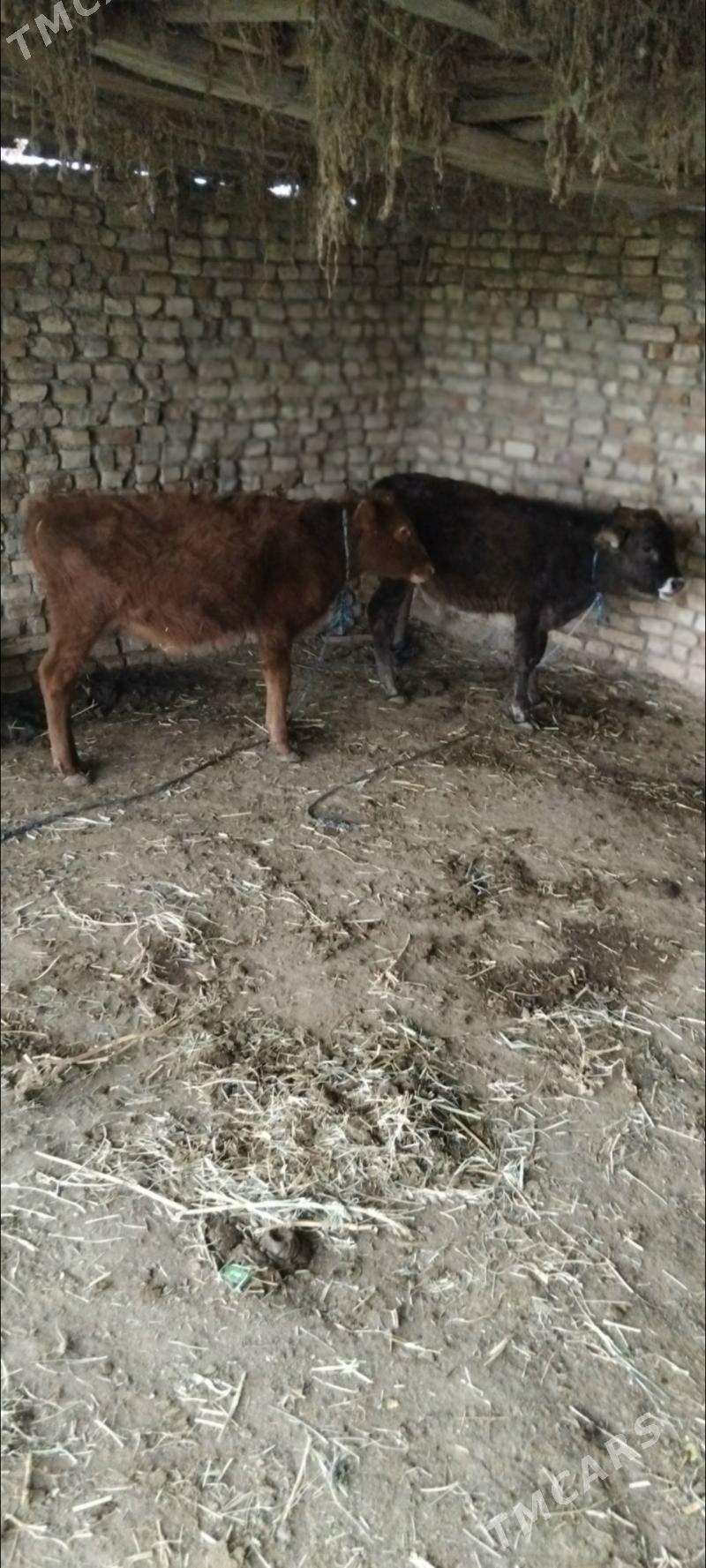 okusce - Wekilbazar - img 1