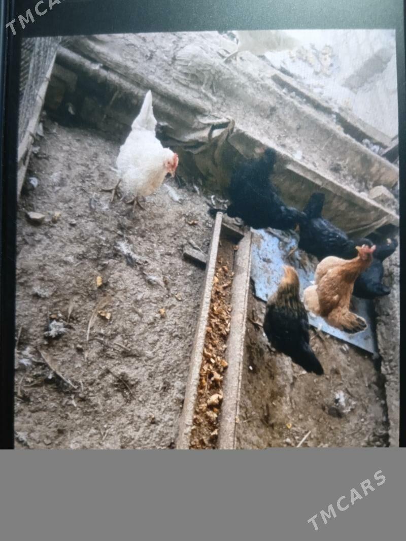 Towyklar - Çärjew - img 1