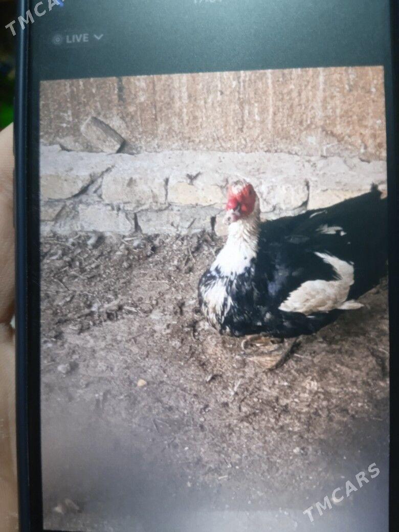 ordek - Çärjew - img 1