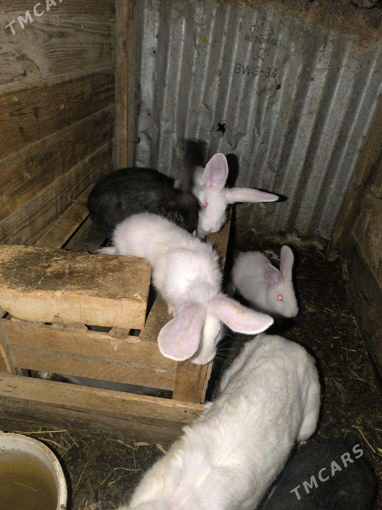 towsan - Туркменабат - img 1