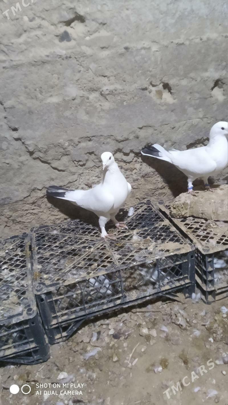 pKepderi - Gyzylarbat - img 1