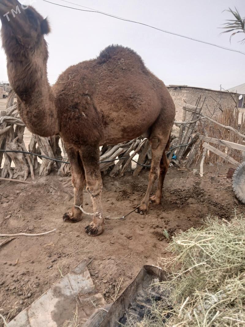 erkek - Bereket - img 1