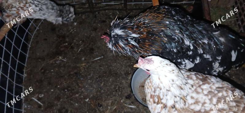 karlik leýli towuklar - Hitrowka - img 1