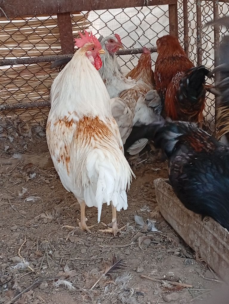 yasajyk horazlar - Векильбазар - img 1