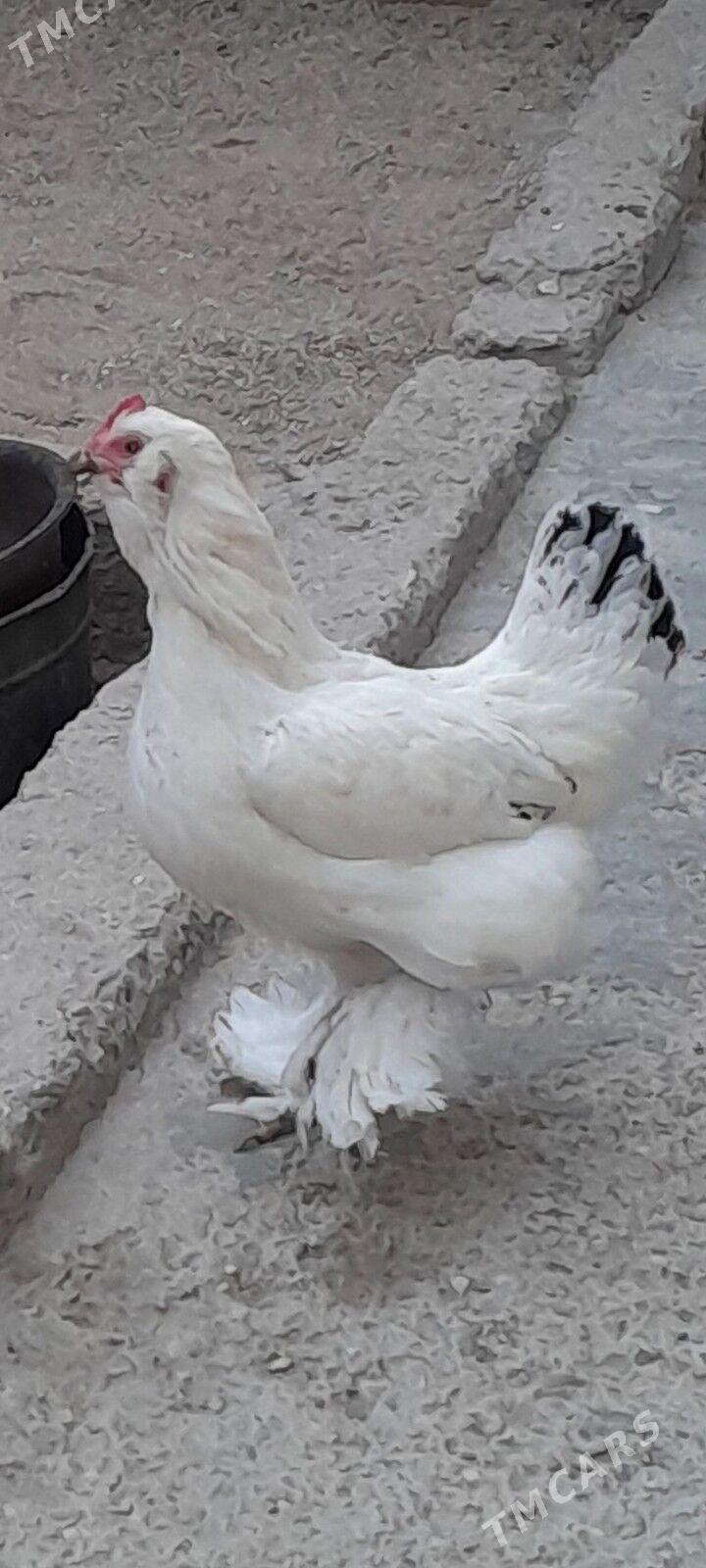 SATLYK TOWUK. - Balkanabat - img 1