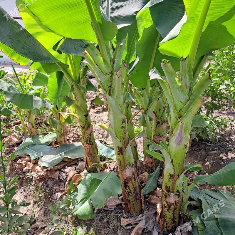 Banan .Limon nahallar - Mary - img 1