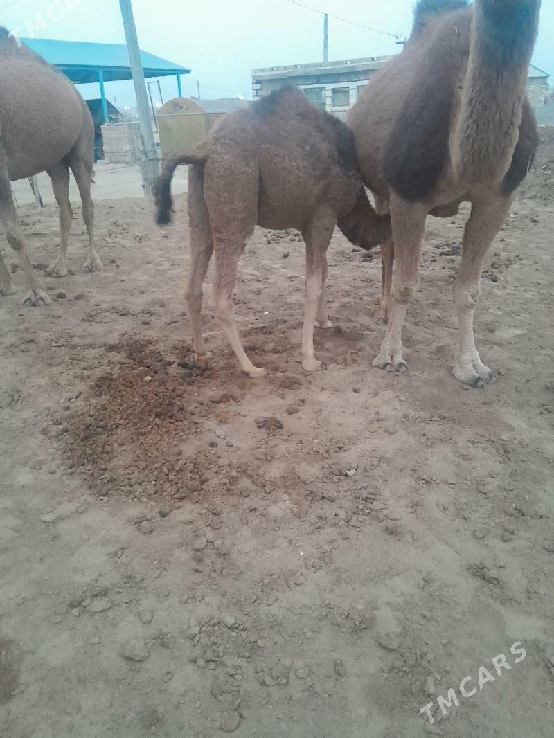 kosekli duye - Bereket - img 1