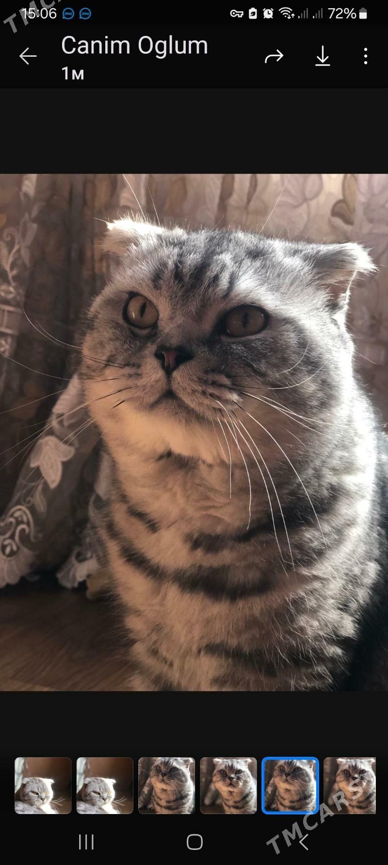 пишик - Türkmenabat - img 1