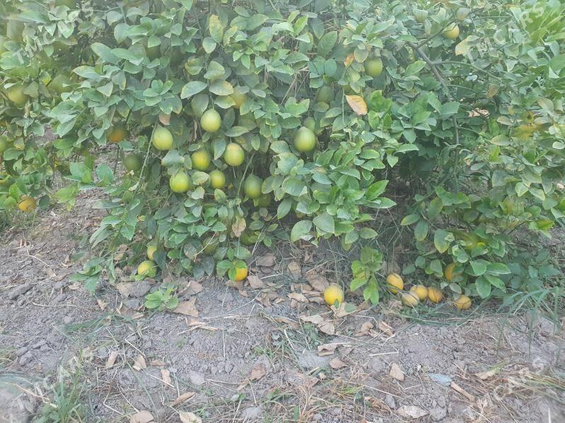 limon - Ýolöten - img 1