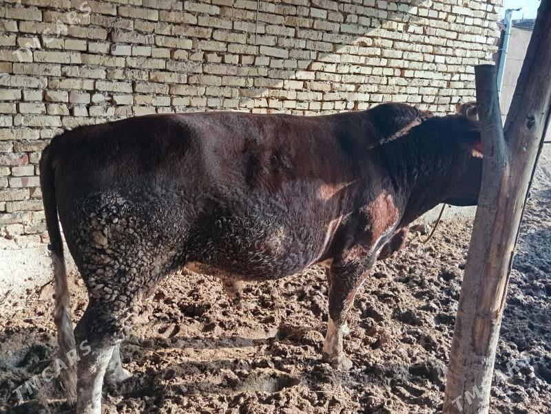 semiz ökuzler - Dänew - img 1