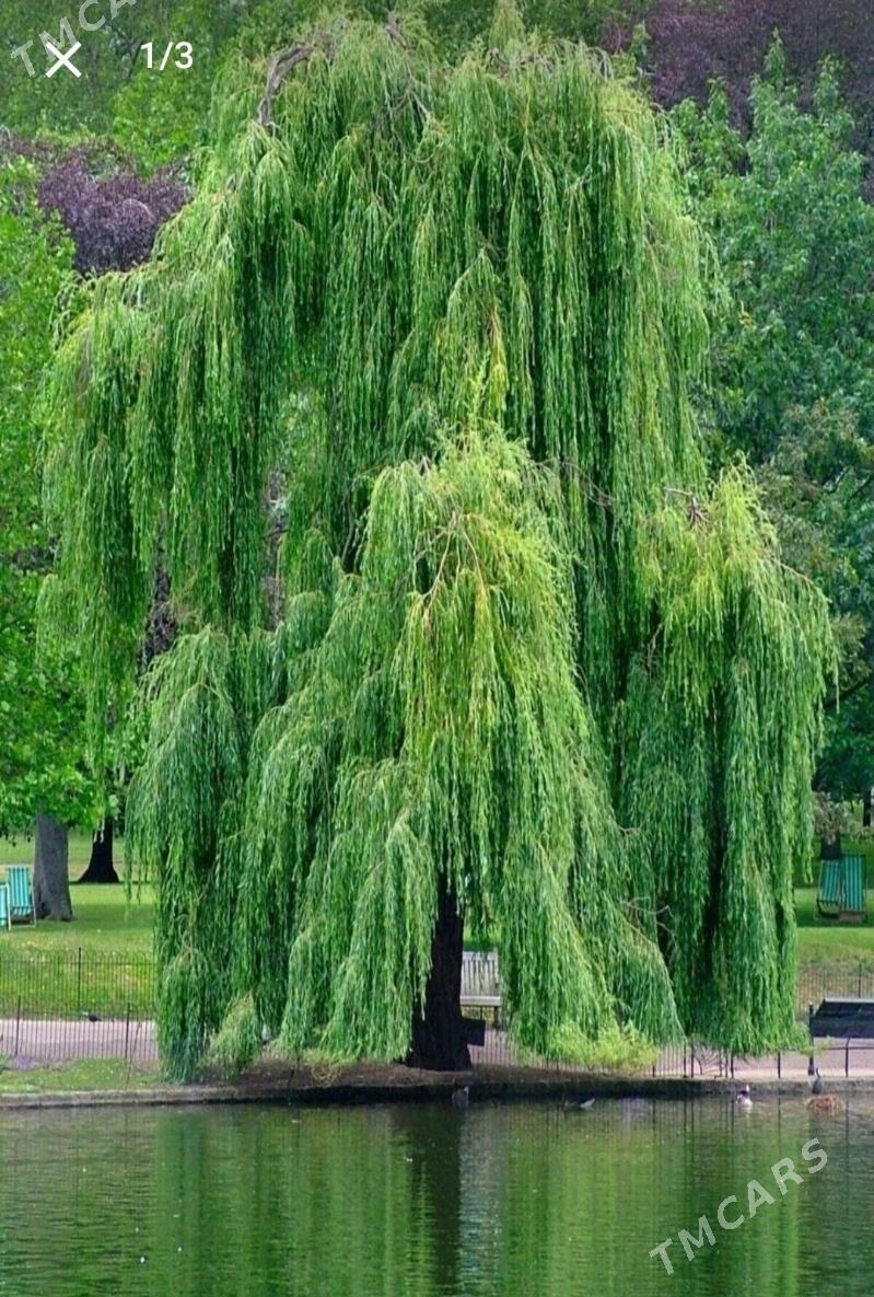 Leyli sac we Sowut nahaly - Arkadag - img 1