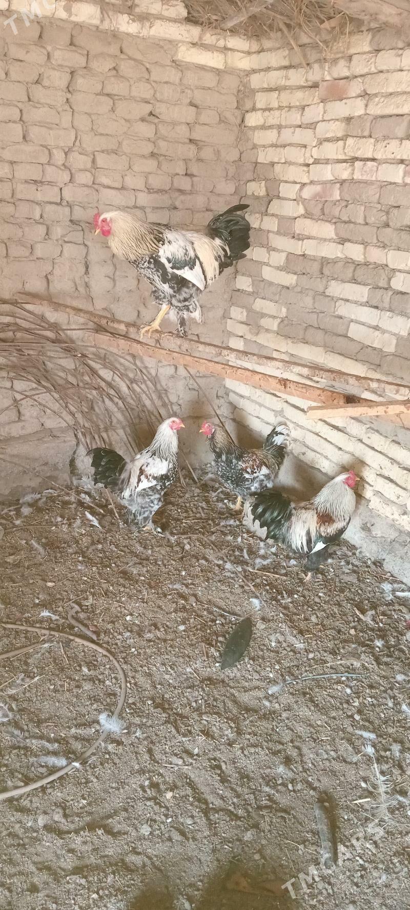 Horaz - Murgap - img 1