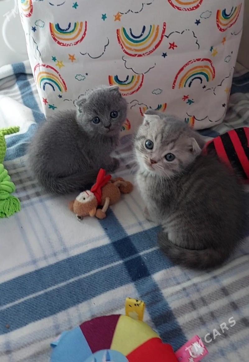 Чистокровные шотландцы - Aşgabat - img 1