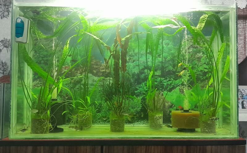 аквариум 200 литр - Türkmenabat - img 1