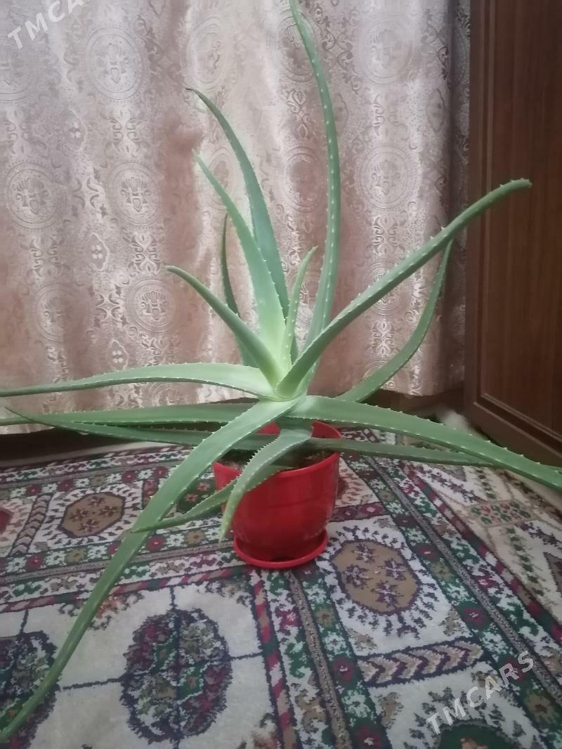 многолетнее алоэ - Aşgabat - img 1