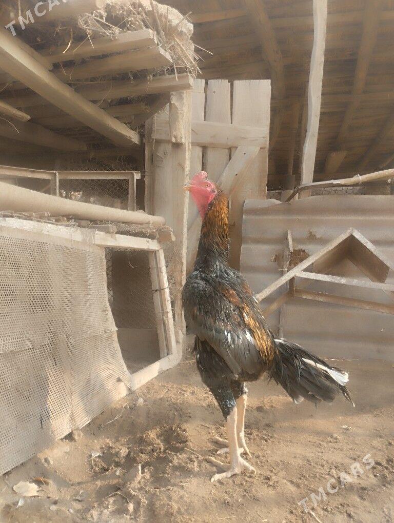 özbek horaz - Чарджоу - img 1