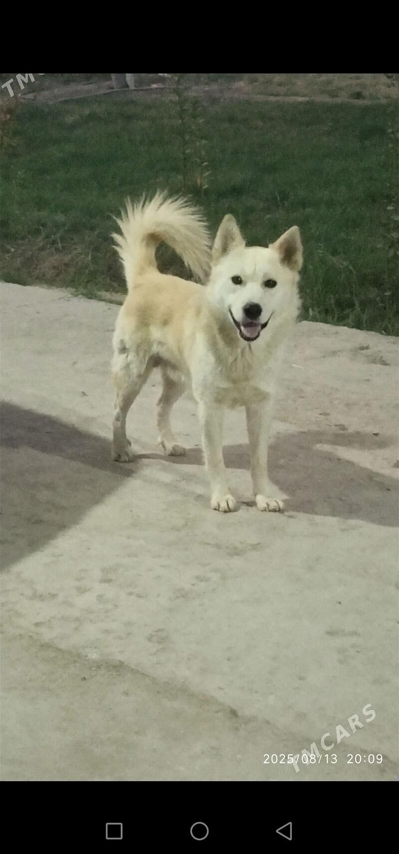 Layka kareyski - Мары - img 1