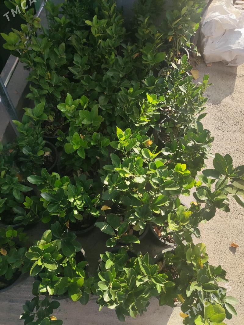 Brsklet - Ашхабад - img 1