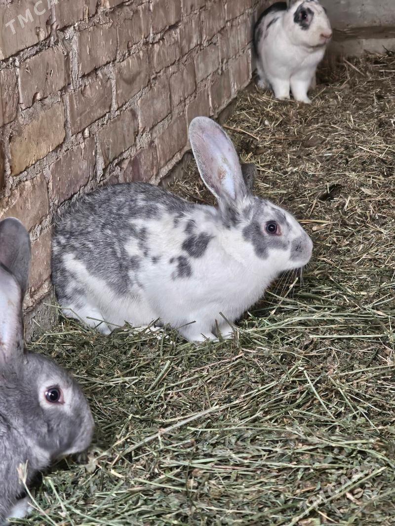 Towşan - Saýat - img 1