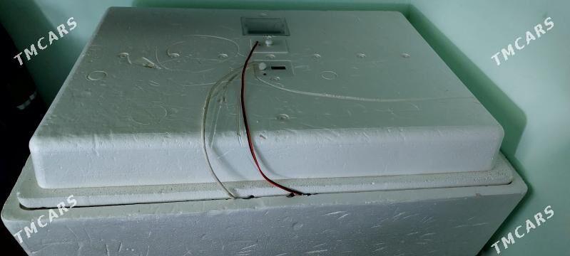 Инкубатор - Büzmeýin - img 1