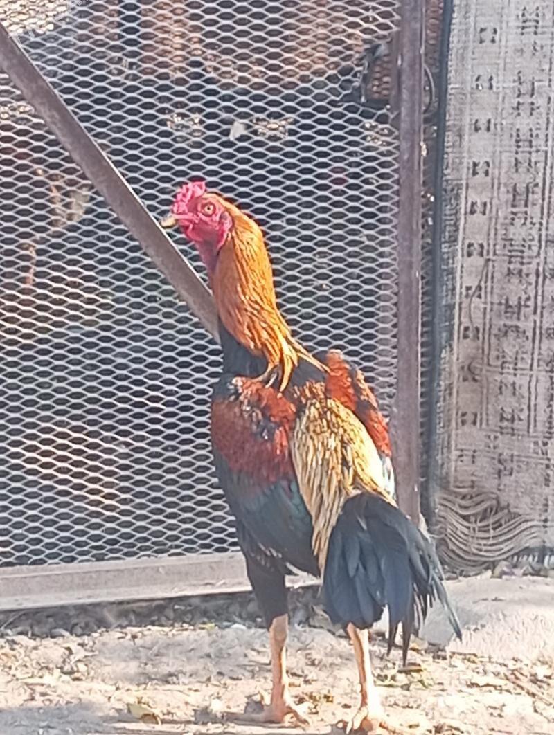 Düşman tohmy - Dostluk - img 1