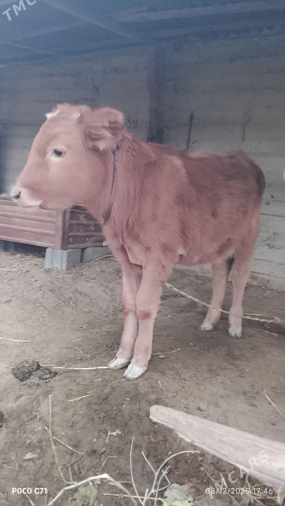 GOLE - Гёкдепе - img 1